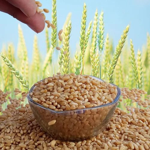 Hard Milling Wheat